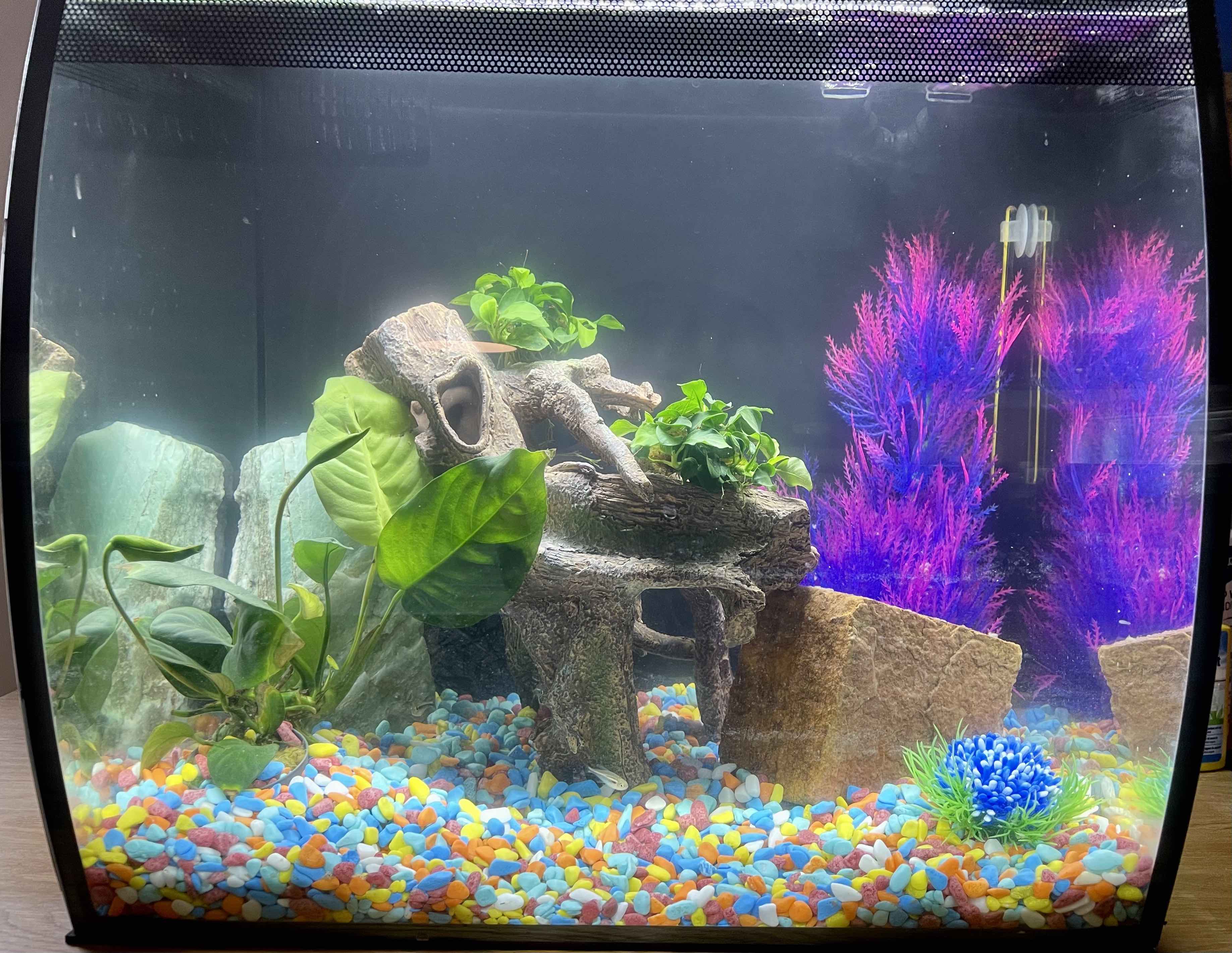 Filled Decorated Tank